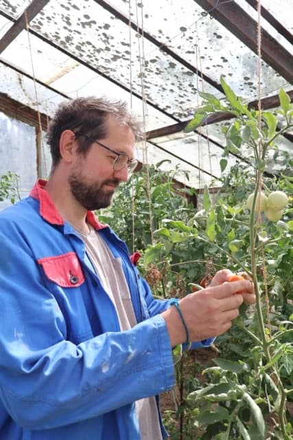 Bei der Pflege der Tomatenpflanzen im Gewächshaus